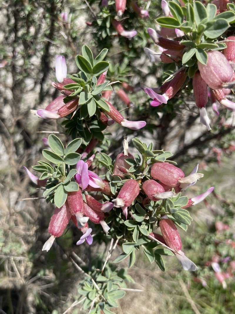 Astragalus russellii photo 7