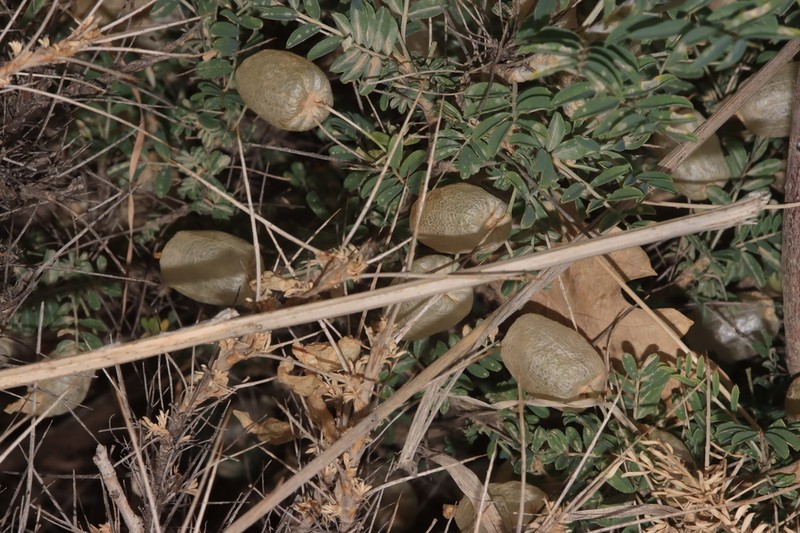 Astragalus russellii photo 8