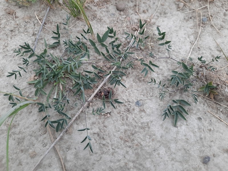 Astragalus rytidocarpus