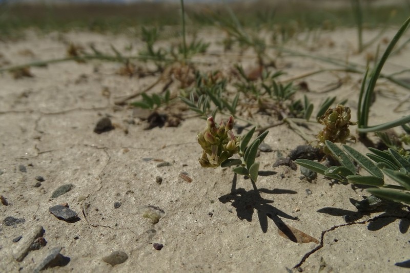 Astragalus rytidocarpus photo 2