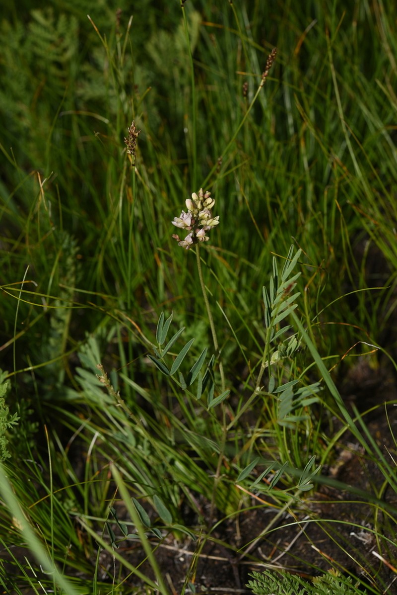 Astragalus rytidocarpus photo 3