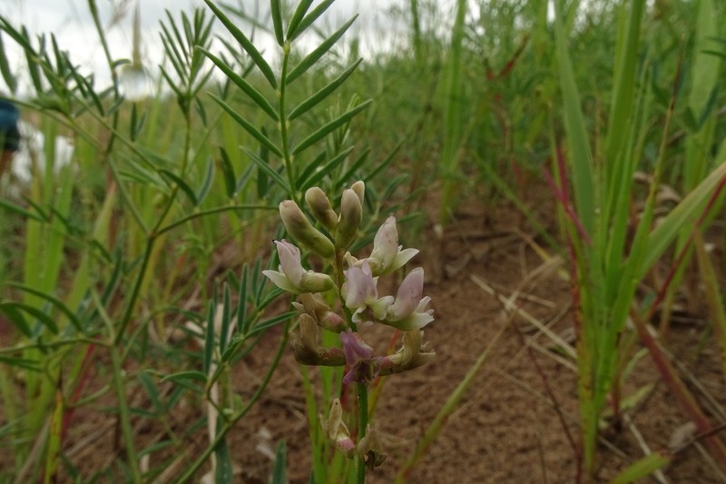 Astragalus rytidocarpus photo 4