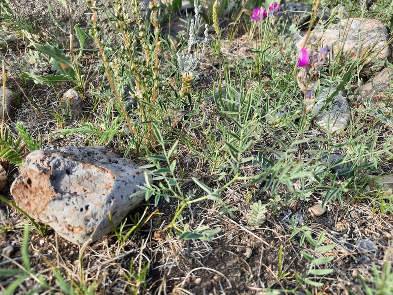 Astragalus rytidocarpus photo 5