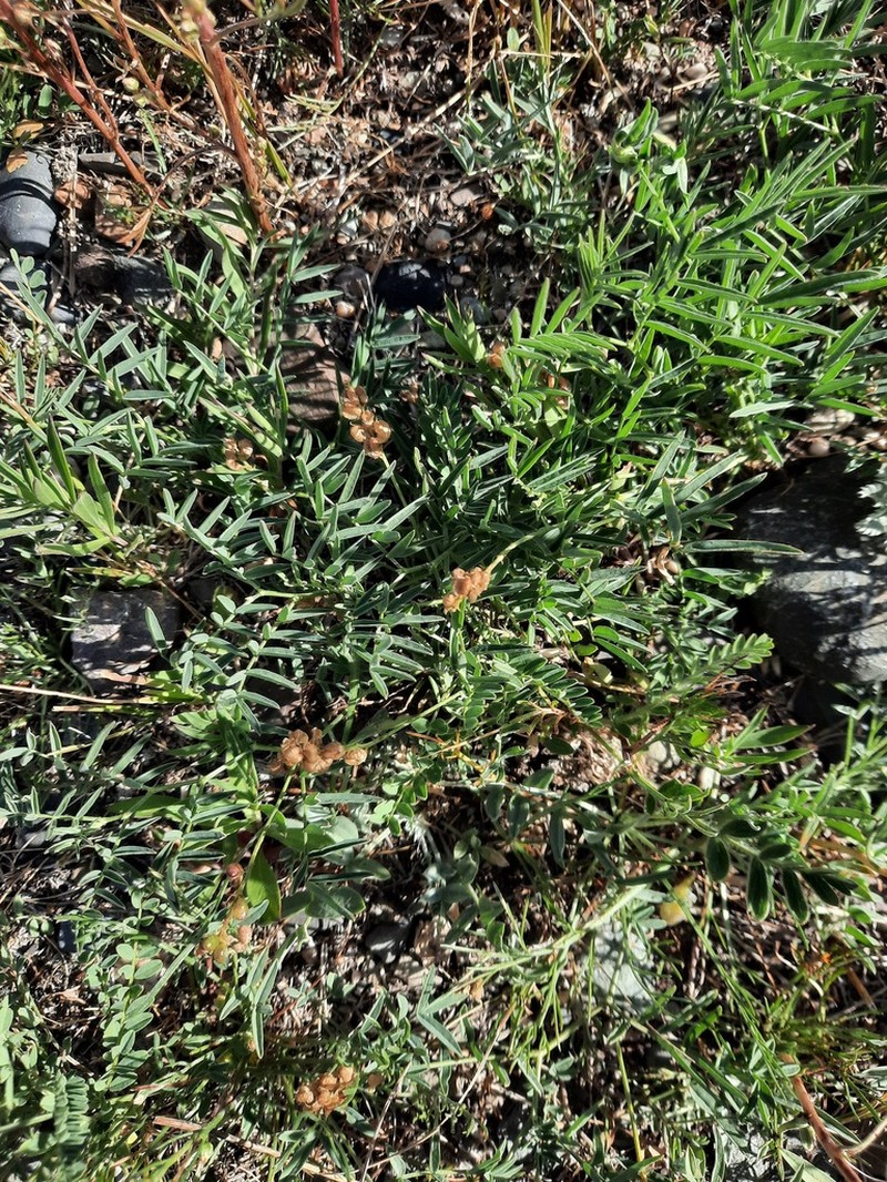 Astragalus rytidocarpus photo 6