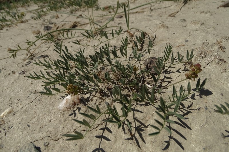 Astragalus rytidocarpus photo 7