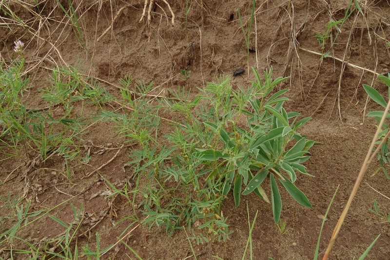 Astragalus rytidocarpus photo 8