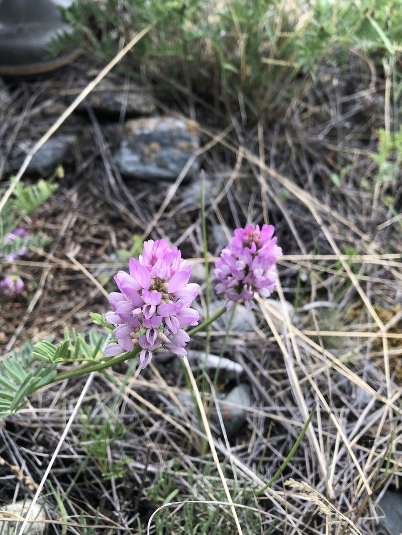 Astragalus rytyensis