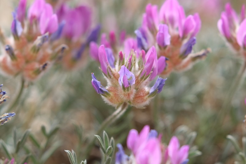 Astragalus sabuletorum photo 3