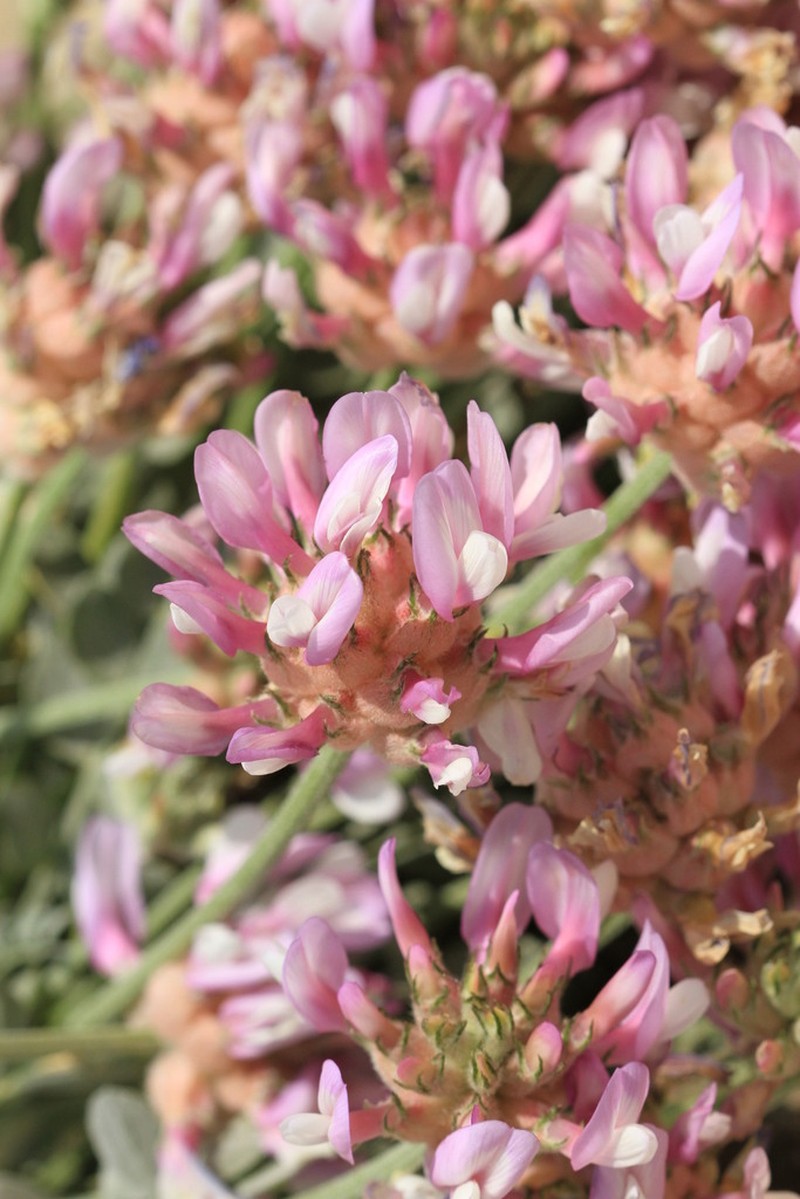 Astragalus sabuletorum photo 4