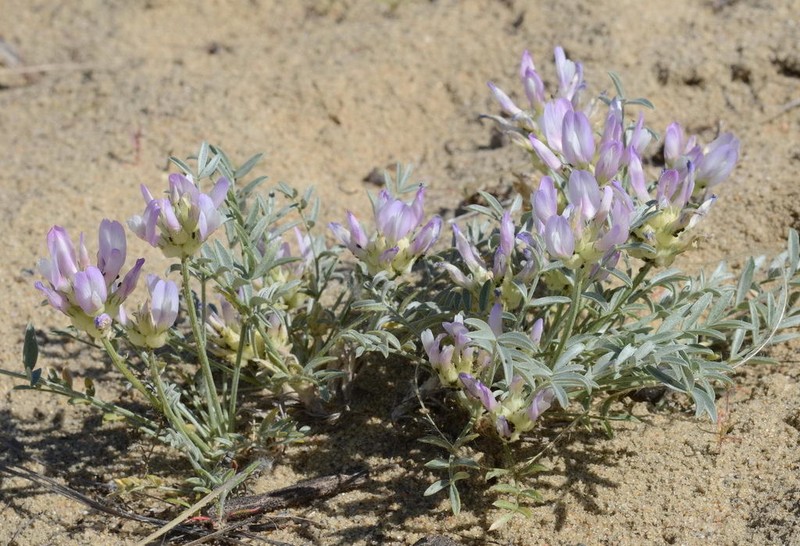 Astragalus sabuletorum photo 5