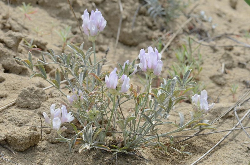 Astragalus sabuletorum photo 6
