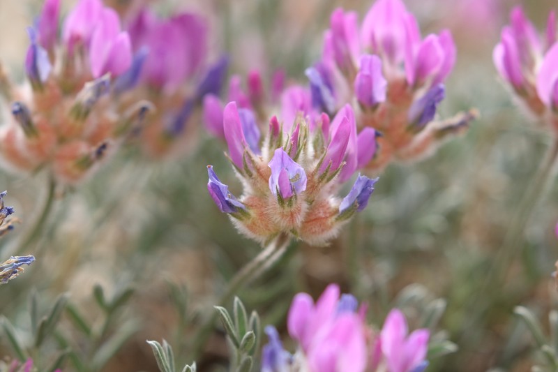 Astragalus sabuletorum photo 7