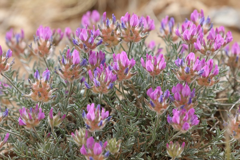 Astragalus sabuletorum photo 8