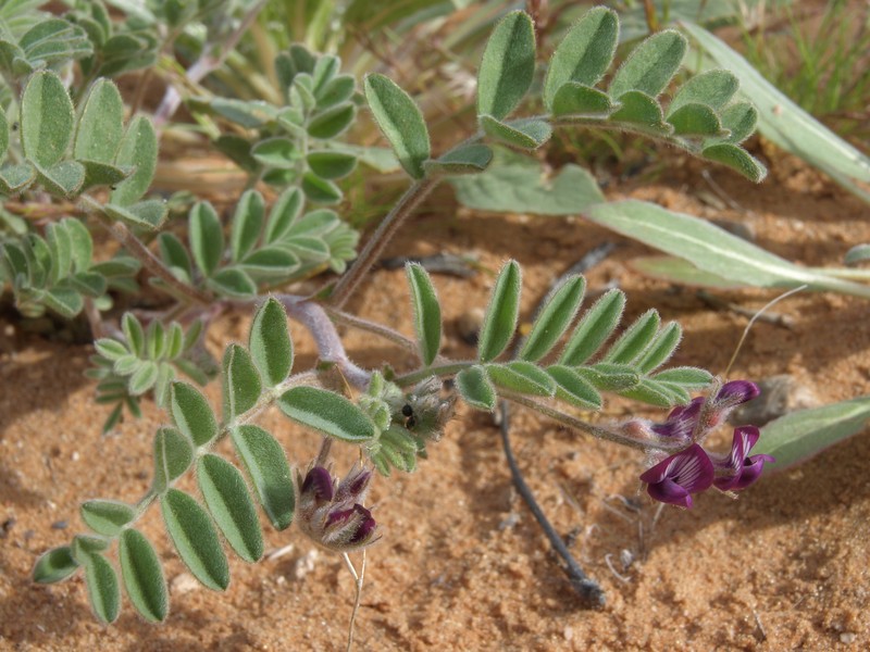 Gravel Milkvetch