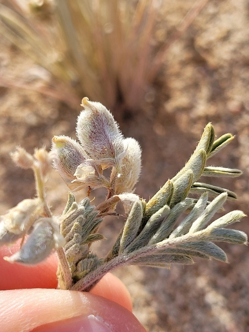 Gravel Milkvetch photo 3