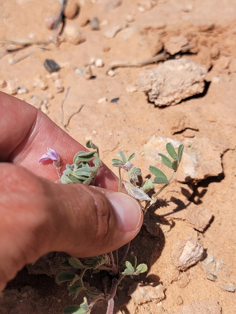 Gravel Milkvetch photo 4