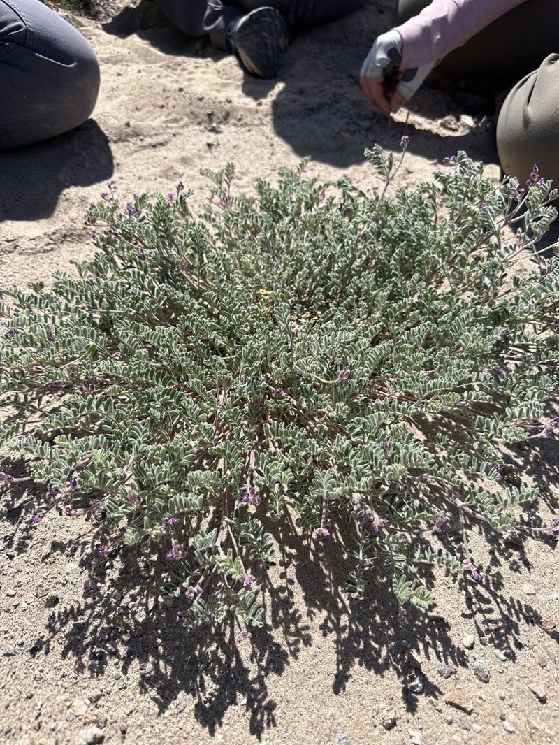 Gravel Milkvetch photo 5