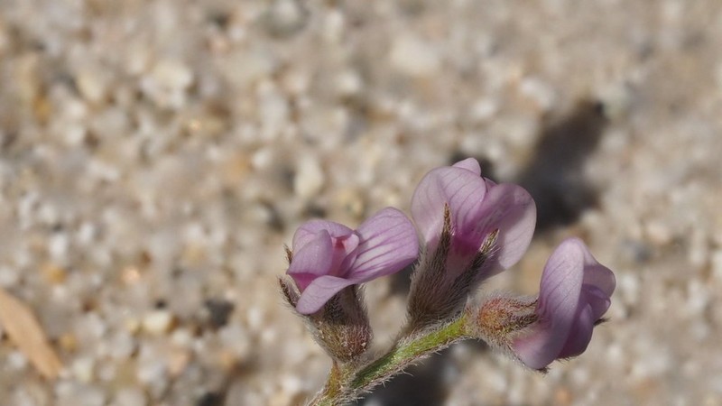 Gravel Milkvetch photo 6