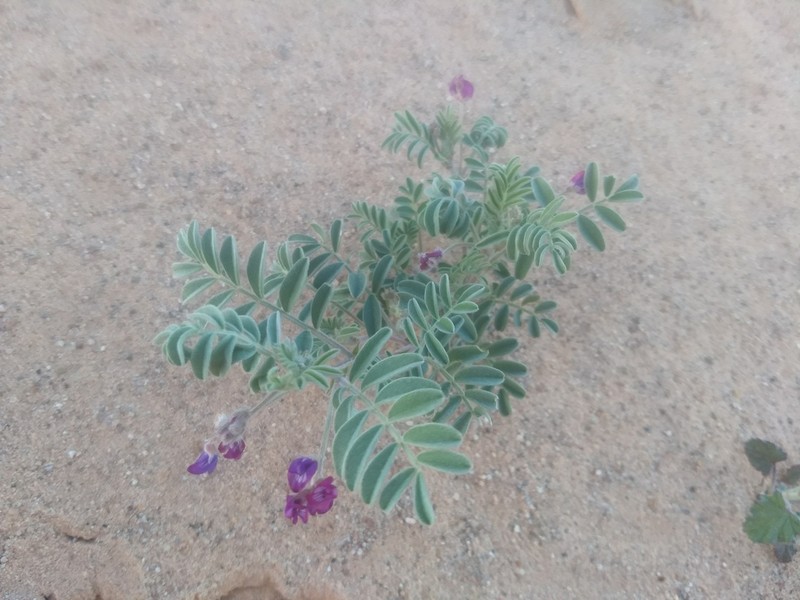 Gravel Milkvetch photo 7