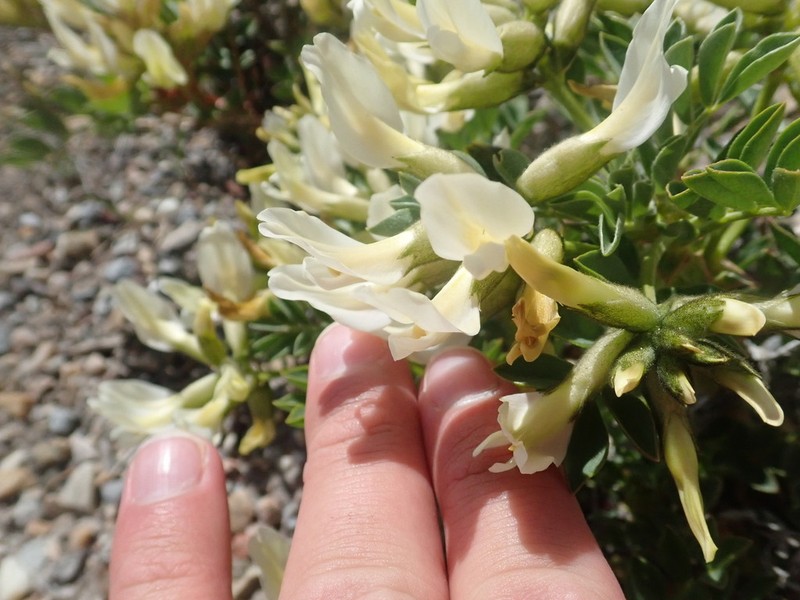 Cisco Milkvetch