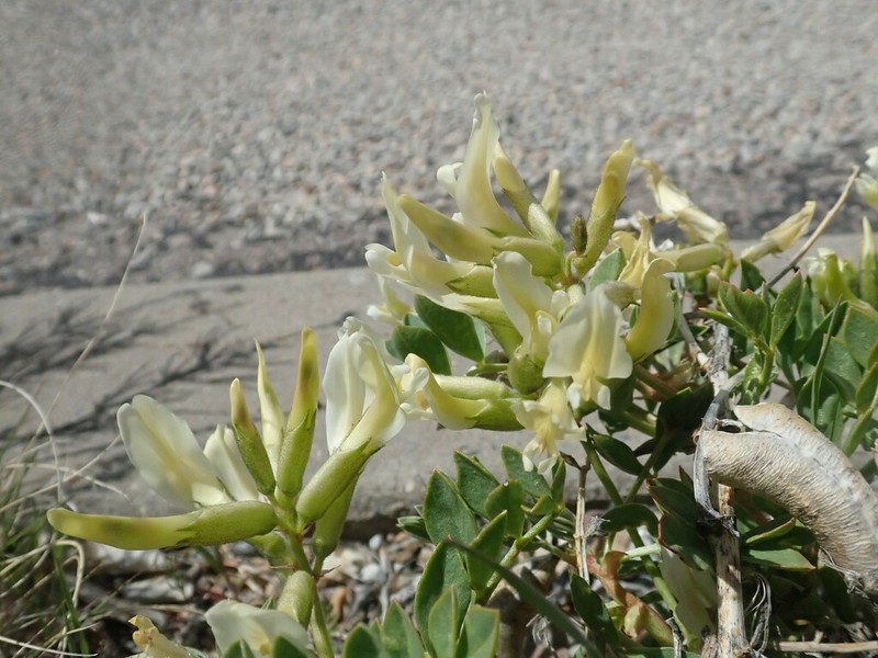 Cisco Milkvetch photo 2