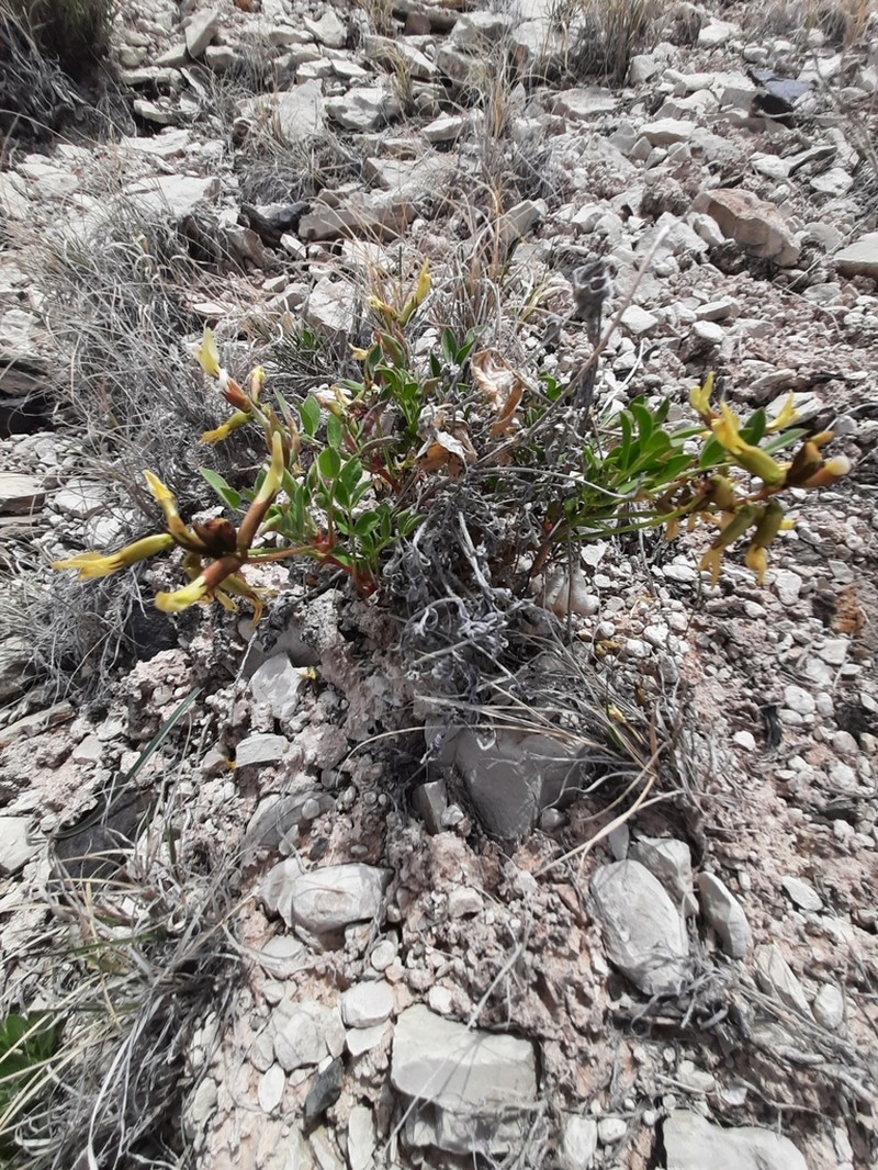 Cisco Milkvetch photo 3
