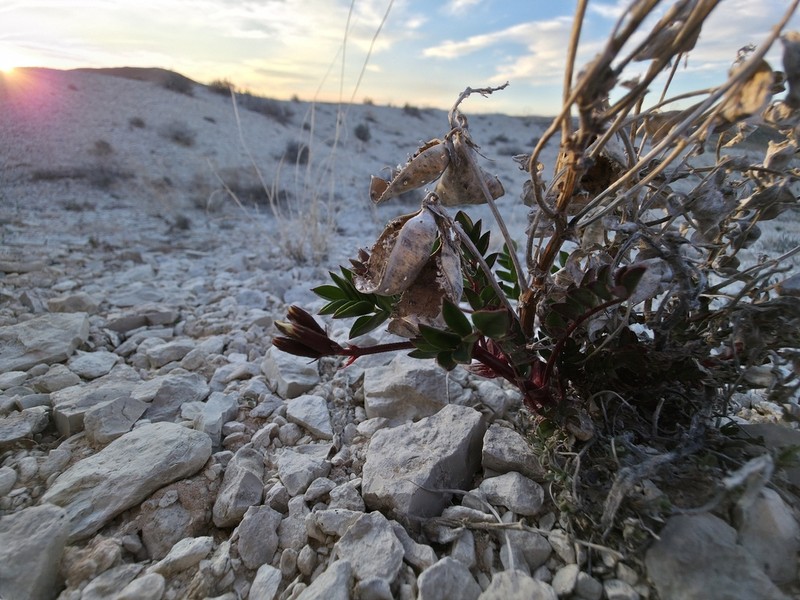 Cisco Milkvetch photo 4
