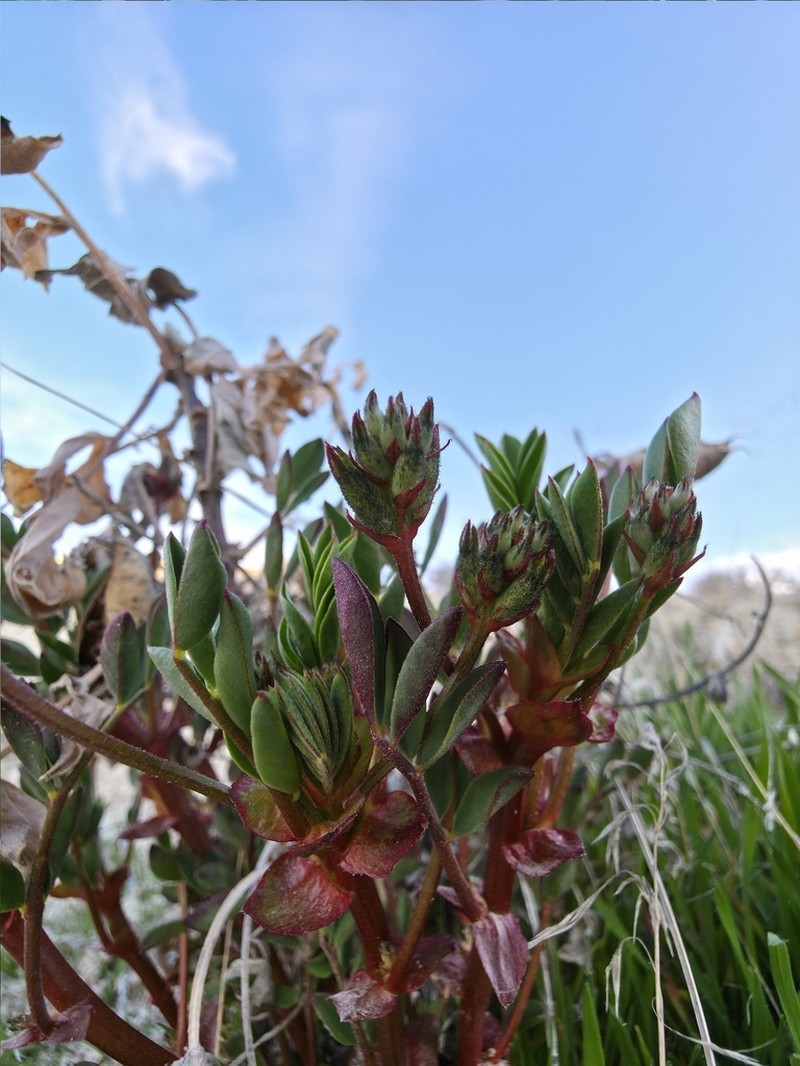 Cisco Milkvetch photo 5