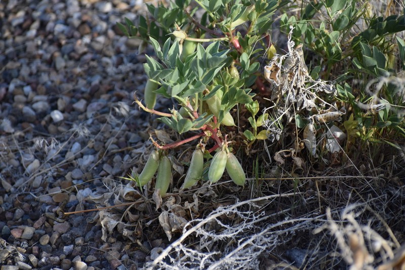 Cisco Milkvetch photo 6