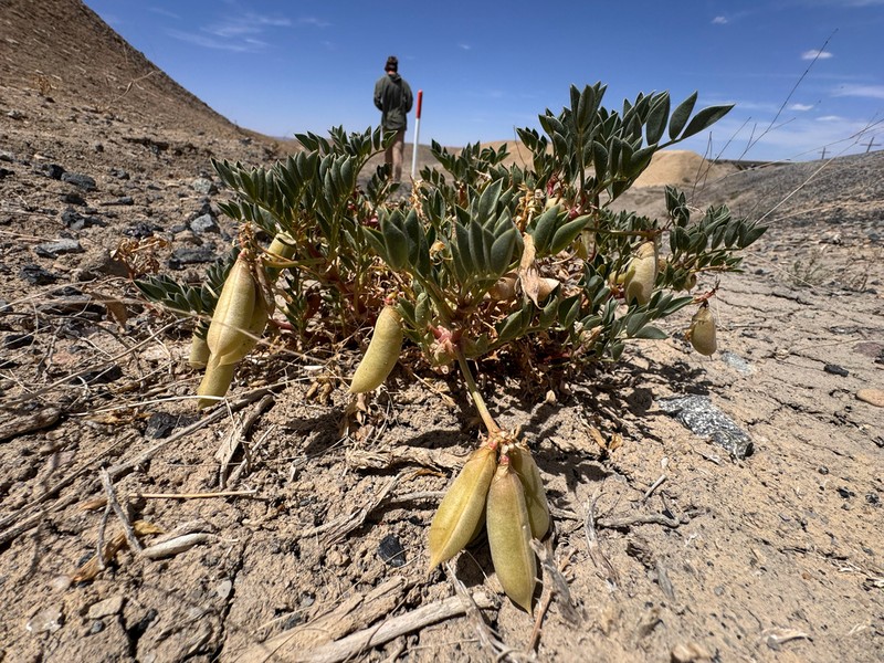 Cisco Milkvetch photo 7