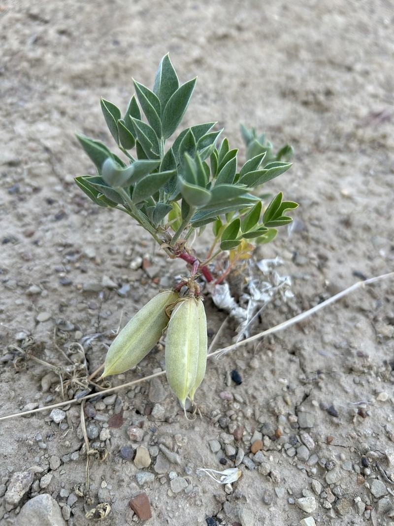 Cisco Milkvetch photo 8