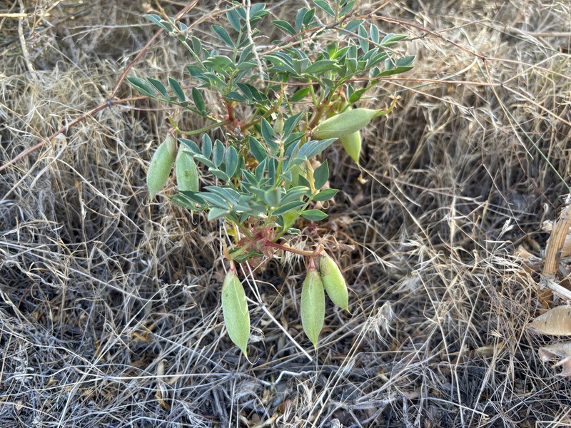 Astragalus sabulosus var. sabulosus