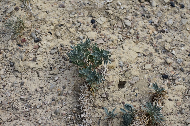 Astragalus sabulosus var. sabulosus photo 2