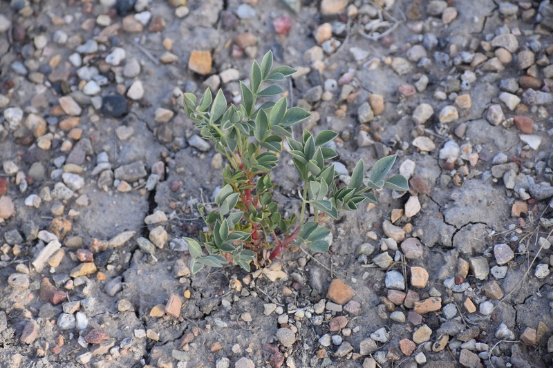 Astragalus sabulosus var. sabulosus photo 3