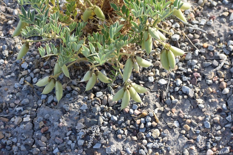 Astragalus sabulosus var. sabulosus photo 4