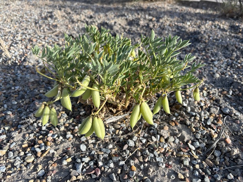 Astragalus sabulosus var. sabulosus photo 5