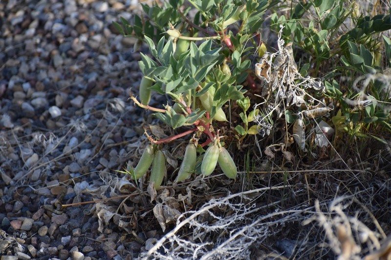 Astragalus sabulosus var. sabulosus photo 6