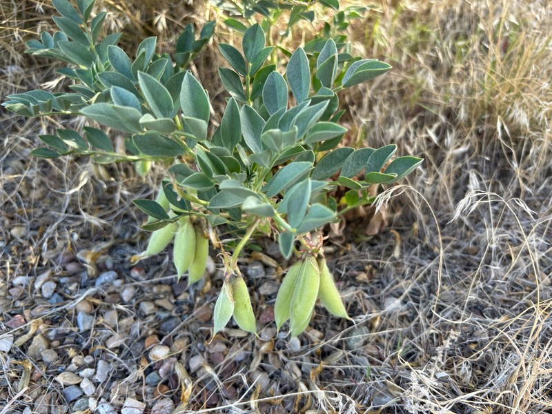 Astragalus sabulosus var. sabulosus photo 7