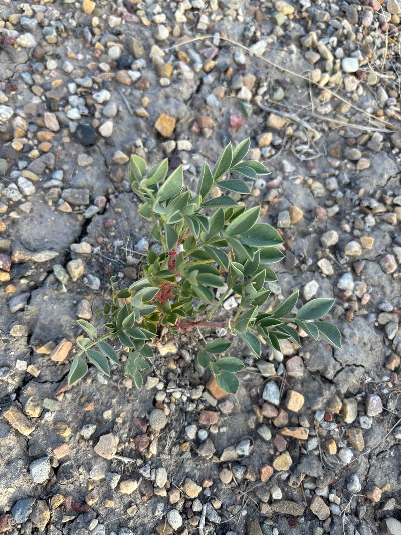 Astragalus sabulosus var. sabulosus photo 8