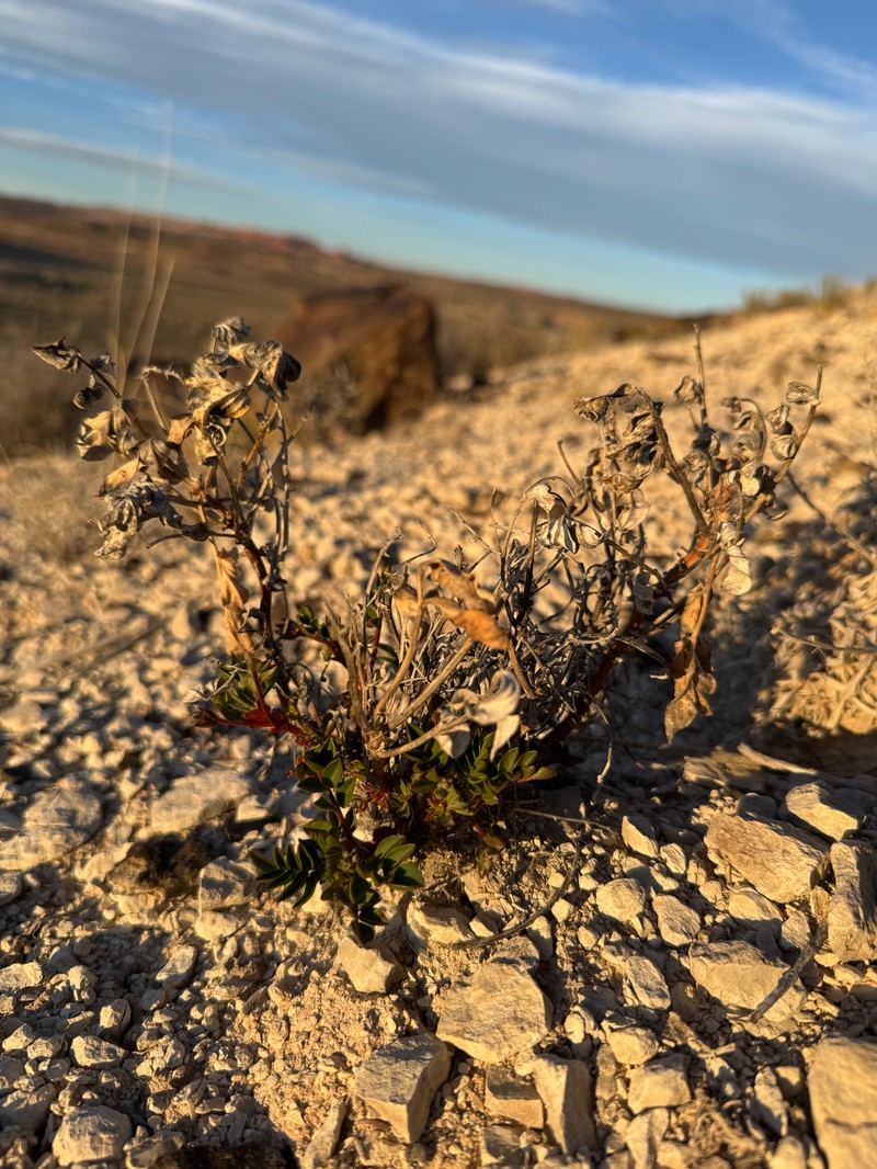 Astragalus sabulosus var. vehiculus
