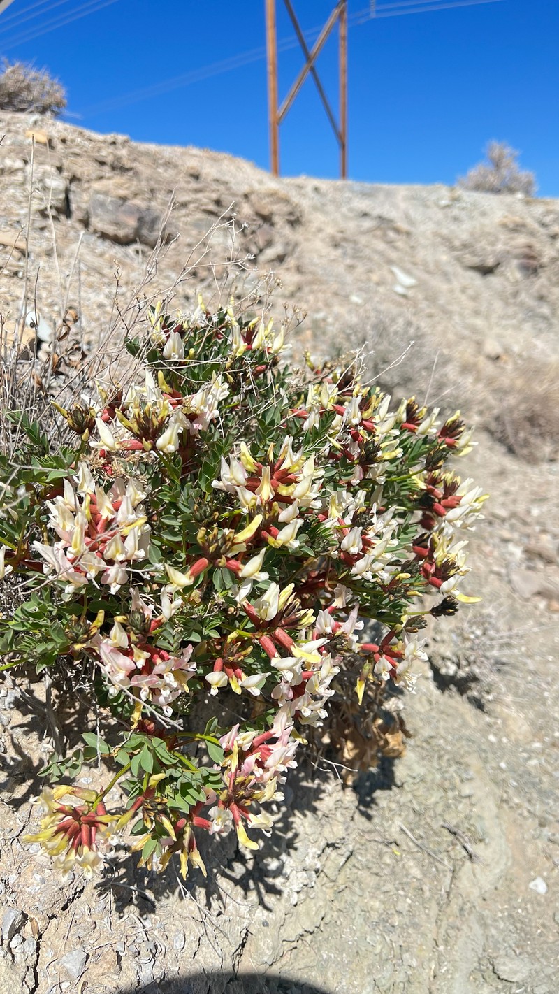 Astragalus sabulosus var. vehiculus photo 2