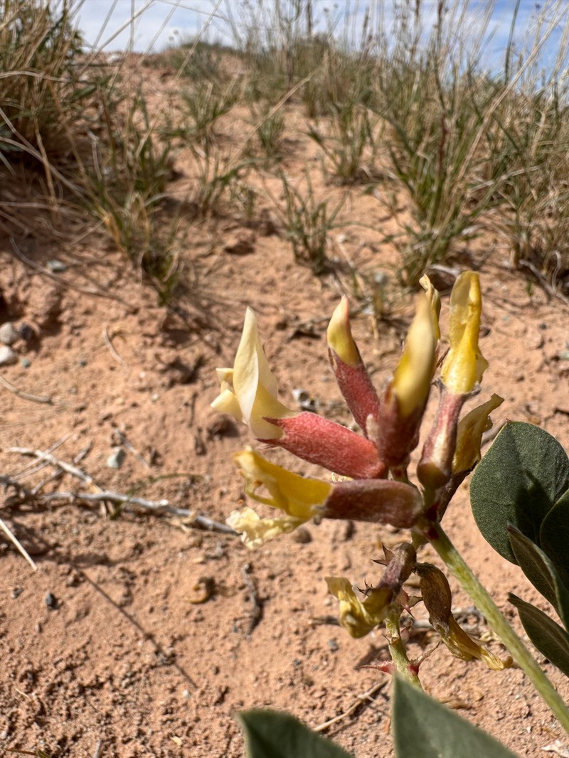 Astragalus sabulosus var. vehiculus photo 3