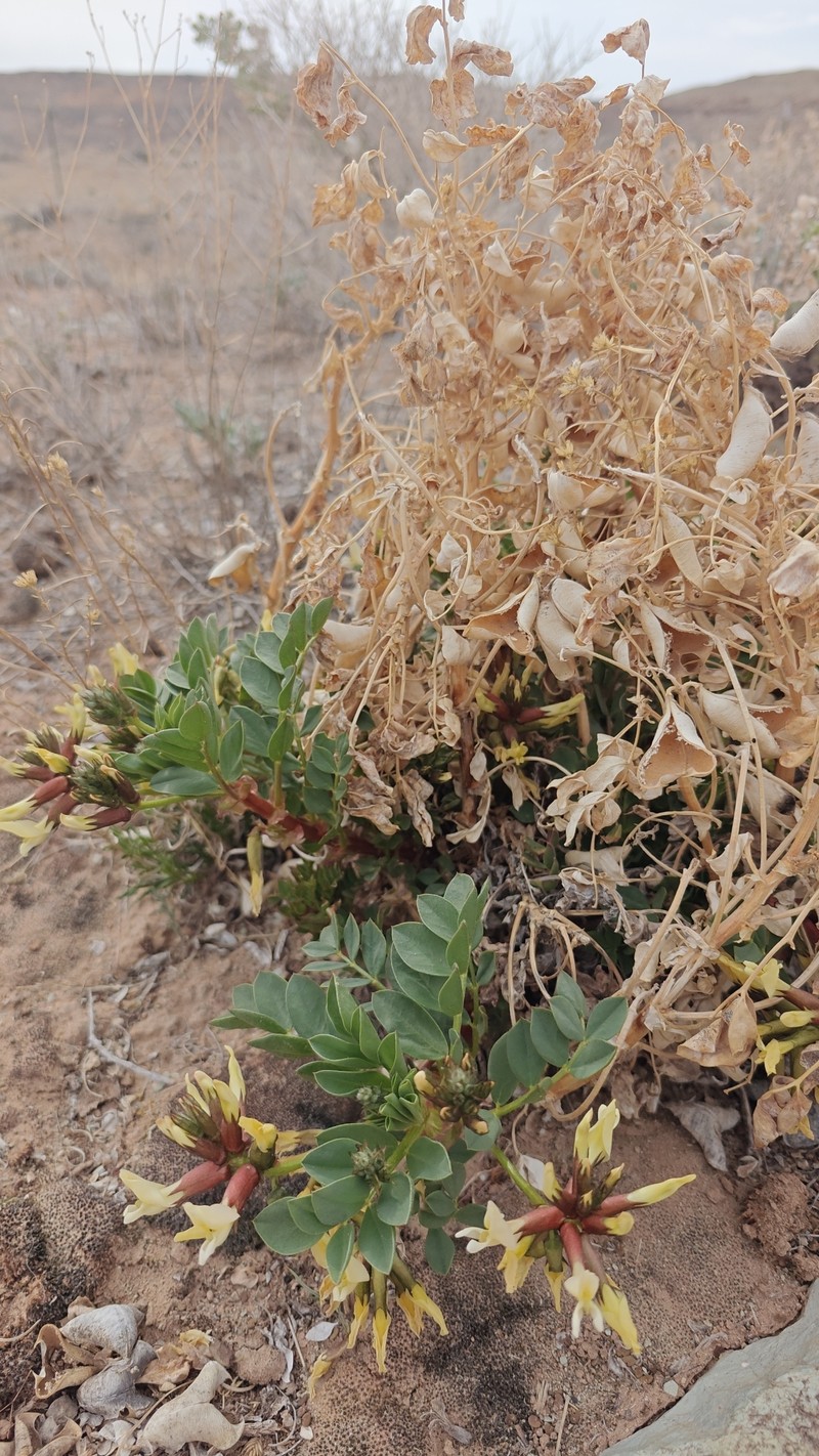 Astragalus sabulosus var. vehiculus photo 4
