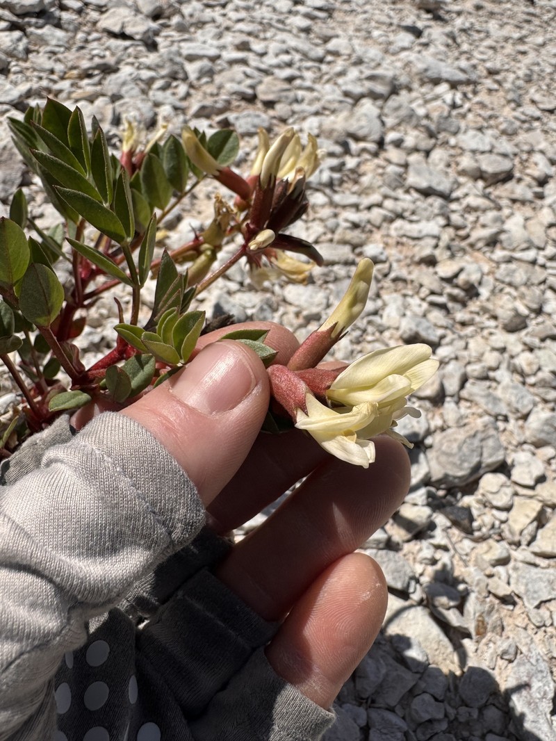 Astragalus sabulosus var. vehiculus photo 5