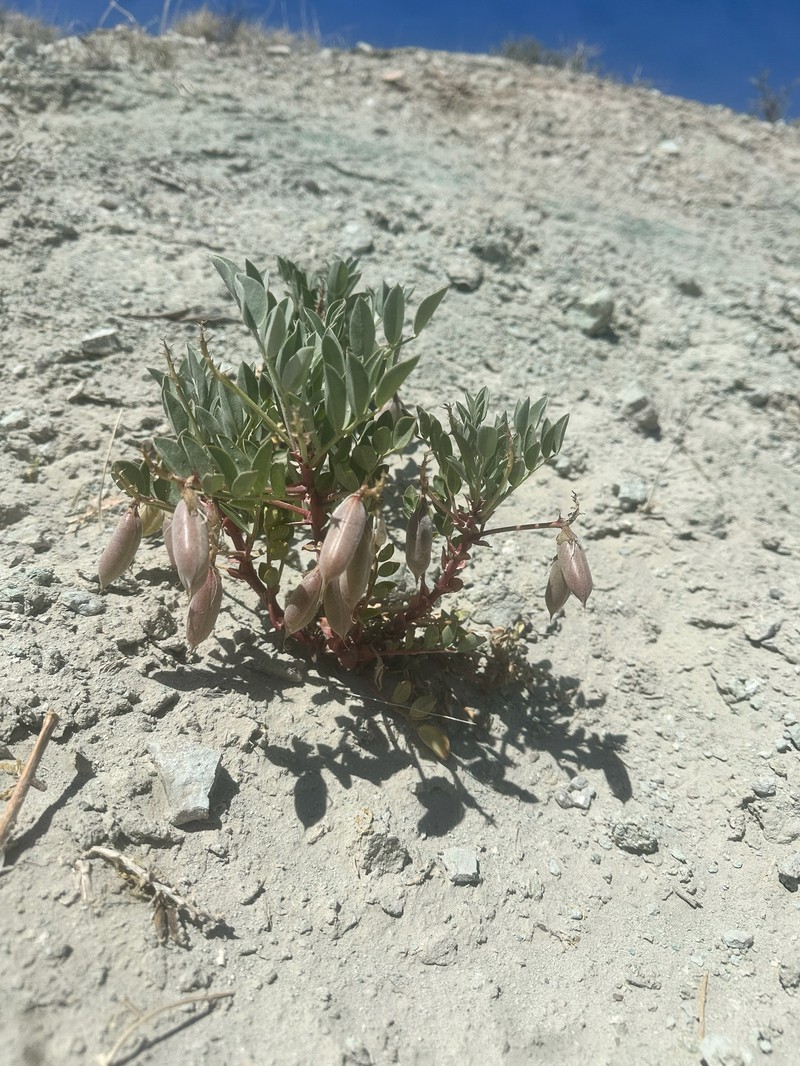 Astragalus sabulosus var. vehiculus photo 6
