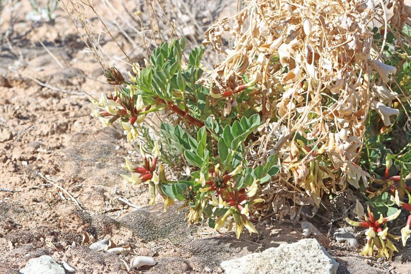 Astragalus sabulosus var. vehiculus photo 7