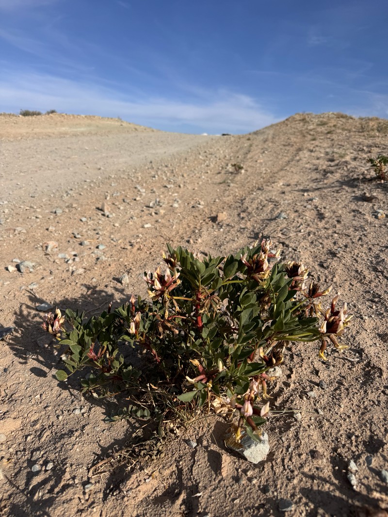 Astragalus sabulosus var. vehiculus photo 8