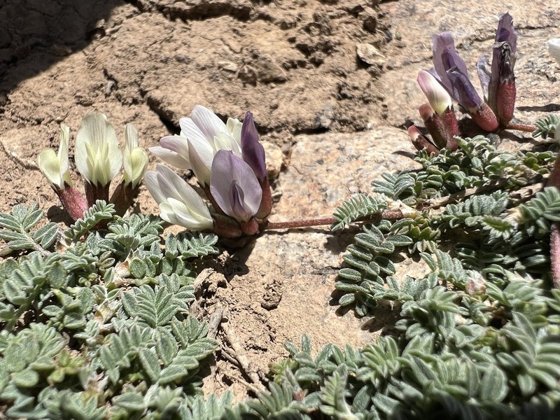 Astragalus sachanewii