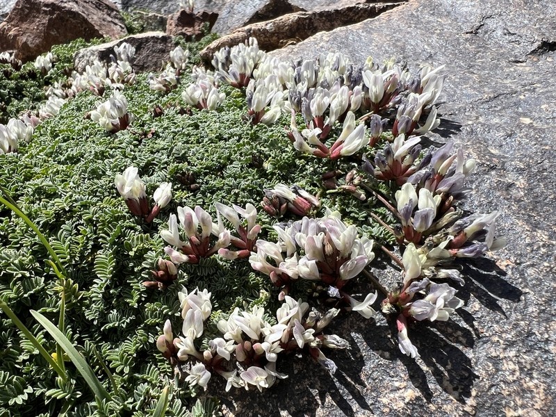 Astragalus sachanewii photo 2