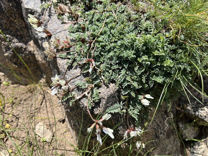 Astragalus sachanewii photo 3